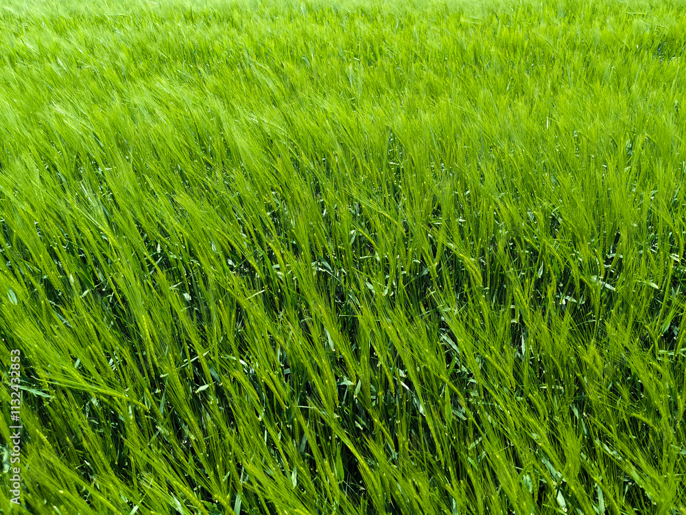 Obraz premium wheat and barley filed in bright spring day in Vojvodina