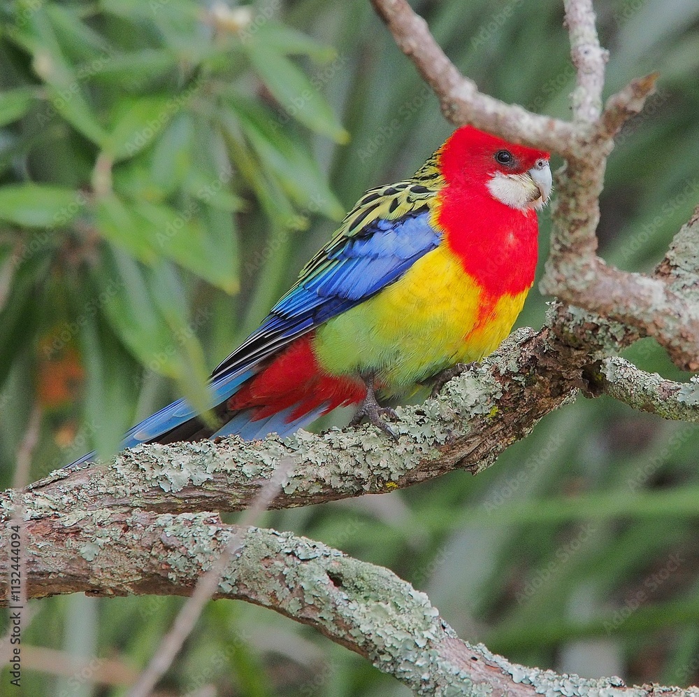 Fototapeta premium Eastern Rosella on a branch
