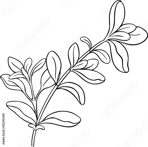 Marjoram Branch with  Leaves Outline Illustration