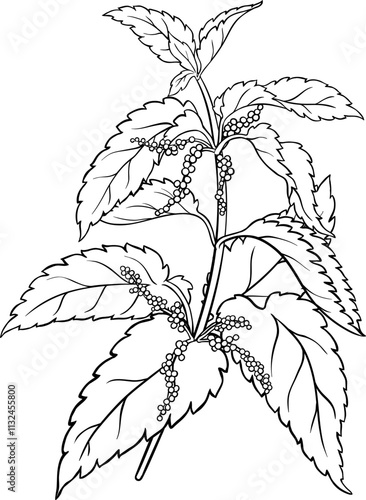 Nettle Branch with Leaves Outline Illustration