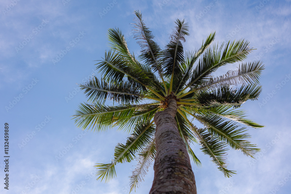 Fototapeta premium Selective focus of palmyra palm or coconut trees with blue sky, Palmyra palms are economically useful and widely cultivated, especially in South Asia and Southeast Asia, Thailand, Nature background. 