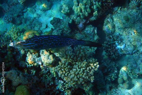 Scrawled Filefish (Aluterus scriptus) fish photo