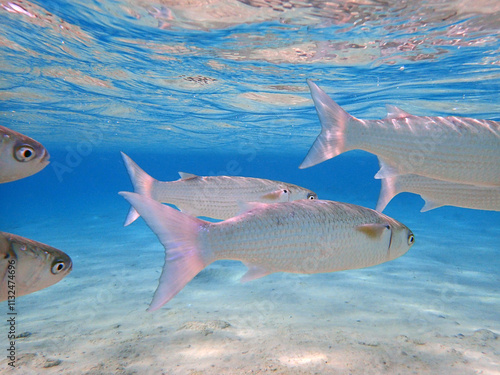 milkfish in the red sea photo