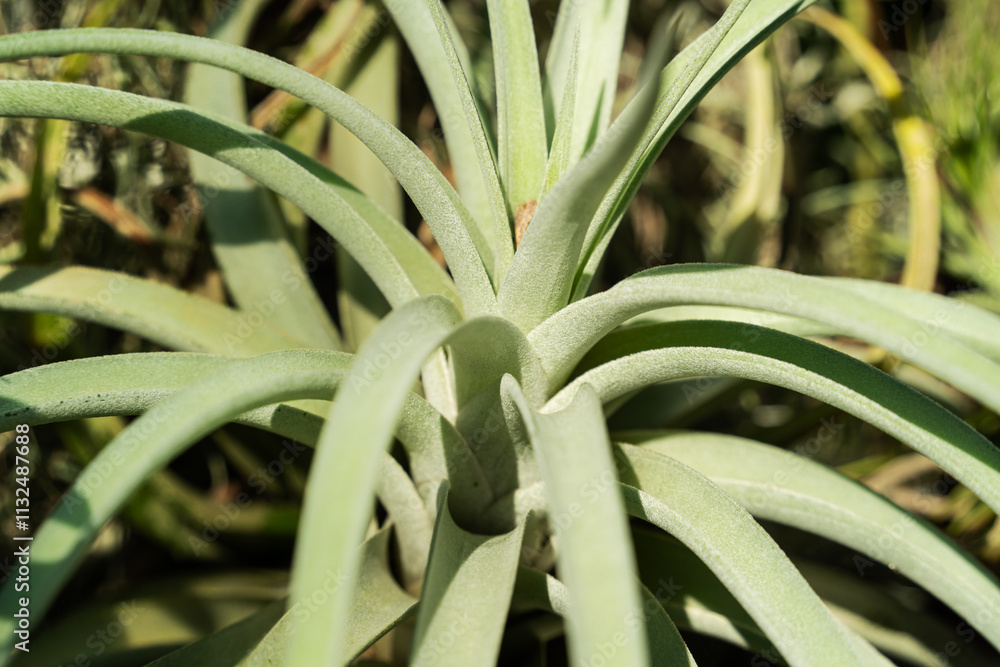 Obraz premium Tillandsia, air plant, macro shot photo