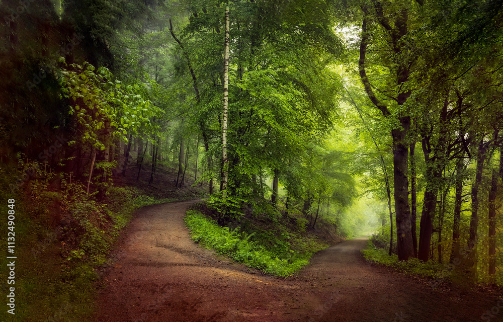 Obraz premium footpath in the forest