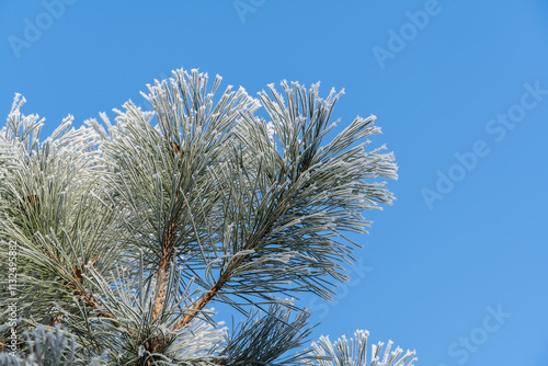 Winter fairy tale in evergreen garden. Branch of Luxurious Nigra Pine, Austrian Pine or Black Pine with long, frosted needles. Blurred background. Selective focus.Nature concept for design photo