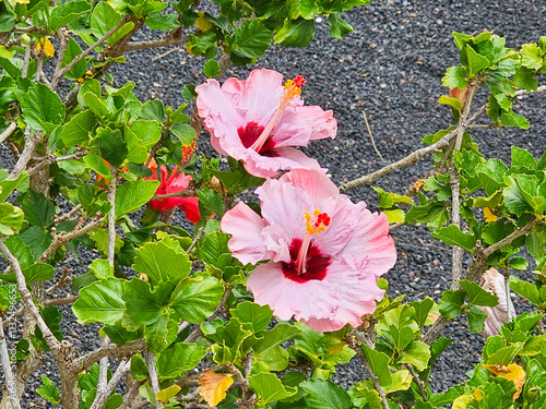 Deux fleurs d'hibiscus roses délicates se détachent parmi des feuilles vertes et un sol sombre. photo