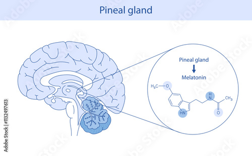 Melatonin hormone. Pineal gland anatomical cross section.