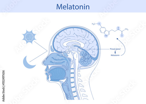 Melatonin hormone. Pineal gland anatomical cross section.