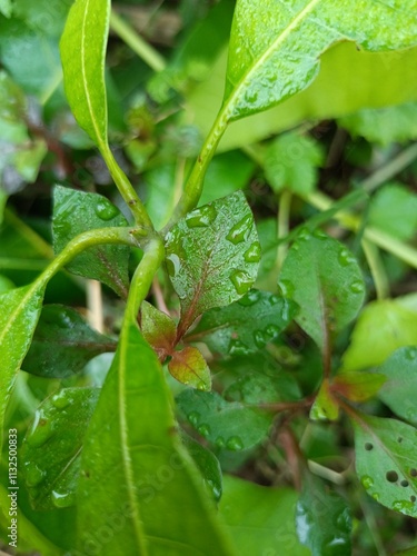 Mango Tree with Raindrops photo