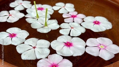 frangipani flowers