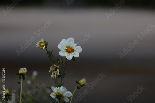daisy flower