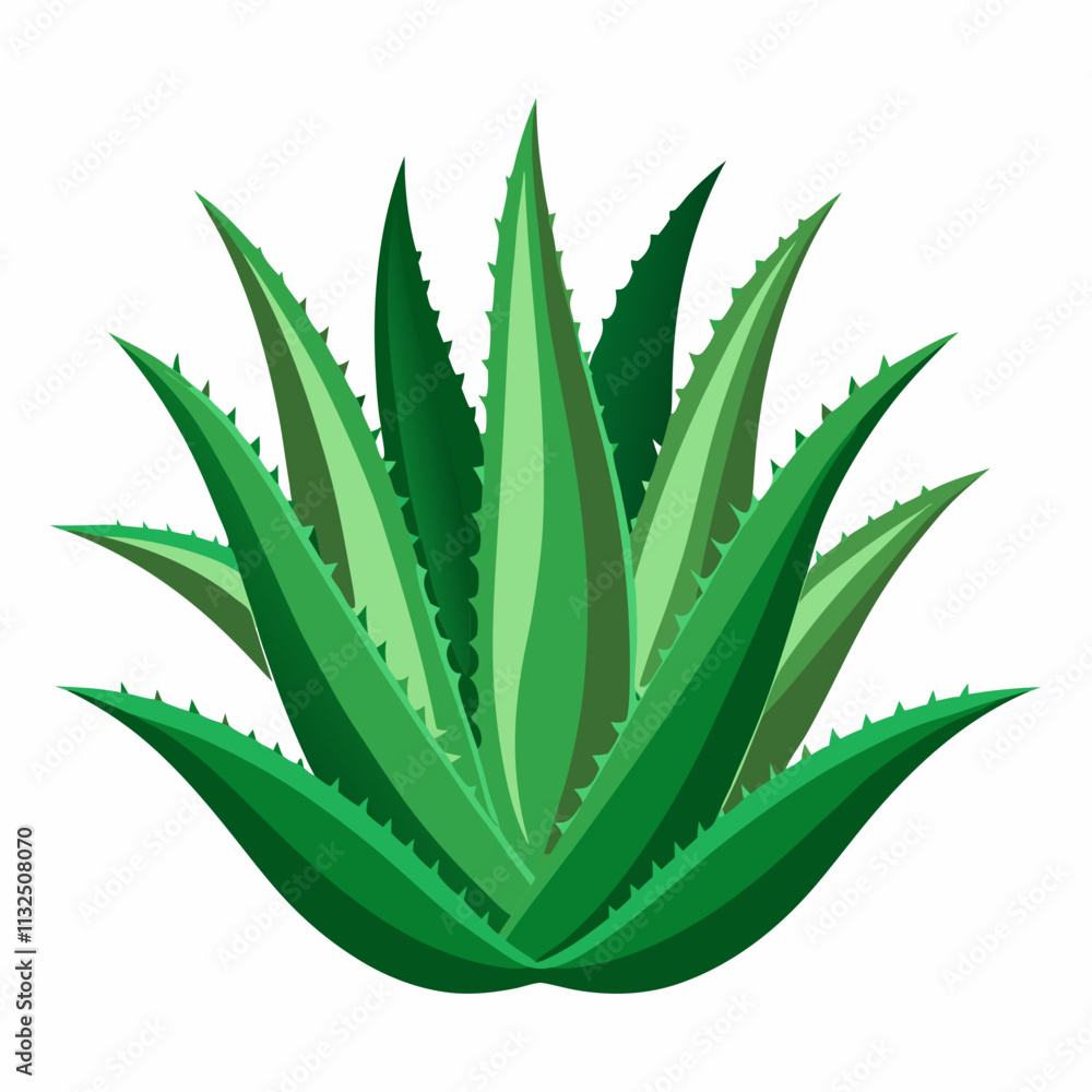 Obraz premium aloe Vera plant vector white background