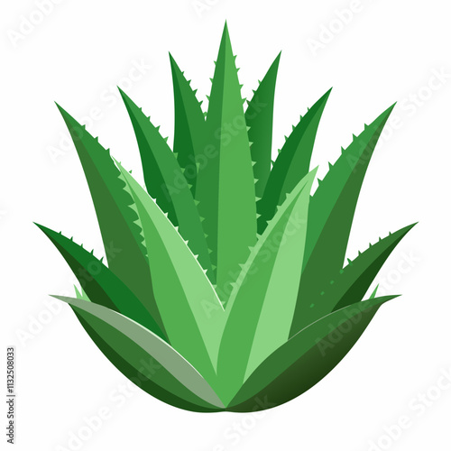 aloe Vera plant vector white background