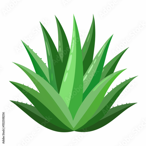 aloe Vera plant vector white background