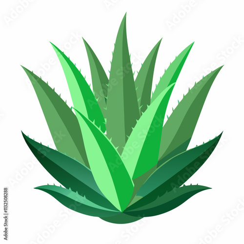 aloe Vera plant vector white background