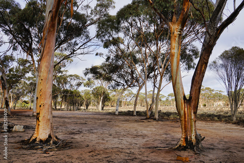 Eucalyptus sheathiana, commonly known as ribbon-barked mallee photo