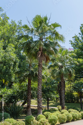 Beautiful palm tree with luxurious leaves grows among deciduous trees. Palms of Washingtonia filifera, commonly known as California fan palm, in landscape park in Sochi. Nature concept for design.