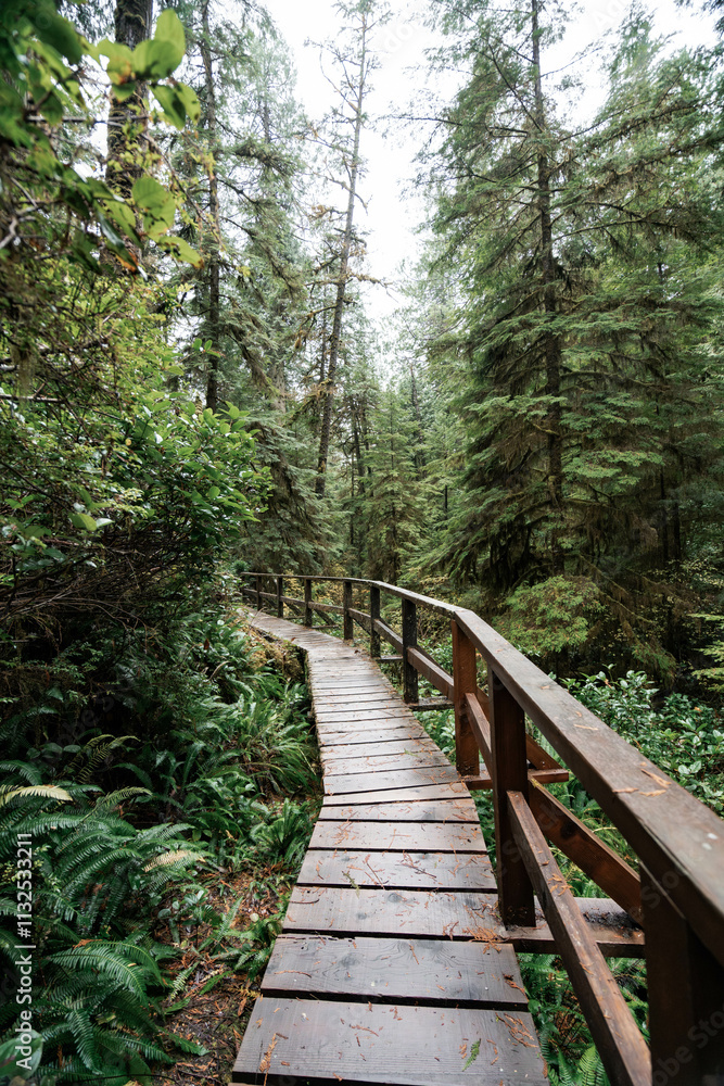 Fototapeta premium Rainforest Trail Ucluelet on Vancouver Island, Canada Background West Canada British Columbia