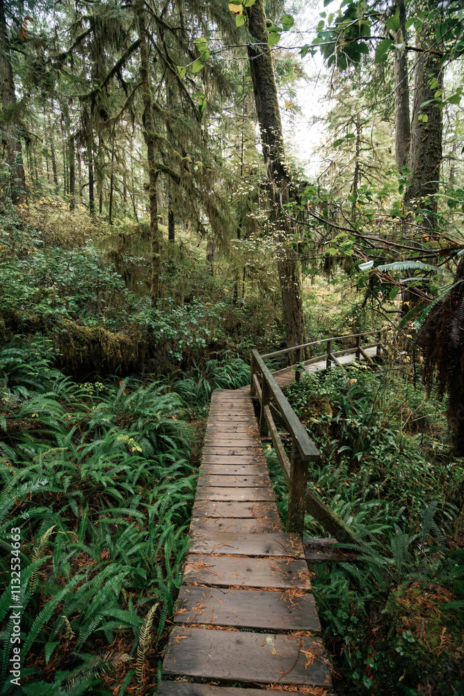 Fototapeta premium Rainforest Trail Ucluelet on Vancouver Island, Canada Background West Canada British Columbia