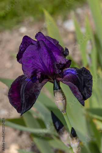  iris flower 