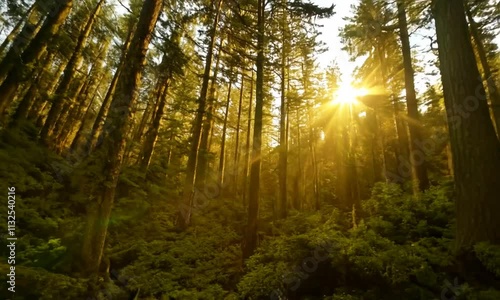 Wallpaper Mural Golden Hour in the Redwood Forest: Sunlight streams through the towering redwood trees, creating a magical golden ambiance in this serene forest scene.  The rays pierce the canopy. Torontodigital.ca
