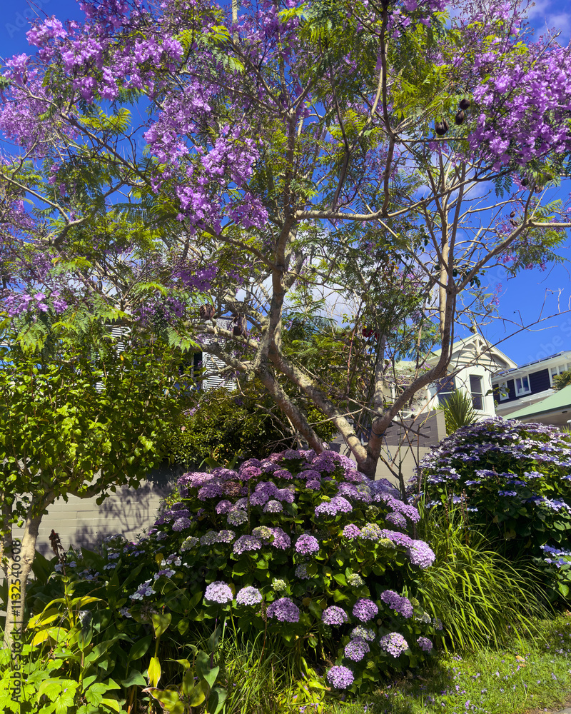 Obraz premium Purple Jacaranda tree and hydrangea flowers in full bloom in summer in Auckland, New Zealand.