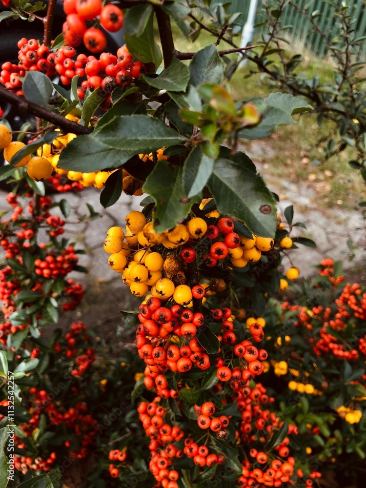 Fototapeta premium Autumn berries on branches in the city on a bush.