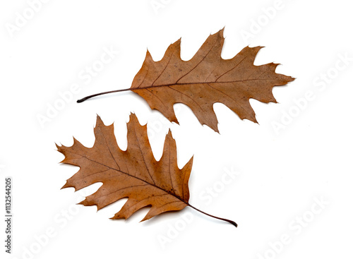 Two dry fallen oak leaves isolated on white background