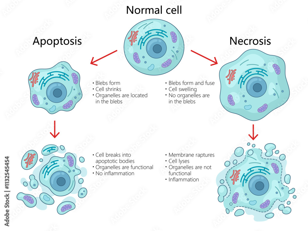 Ταπετσαρία apoptosis and necrosis processes in cells, structural changes, organelle functions, inflammation differences diagram hand drawn schematic vector illustration