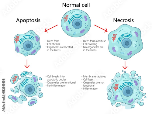 apoptosis and necrosis processes in cells, structural changes, organelle functions, inflammation differences diagram hand drawn schematic vector illustration. Medical science educational illustration