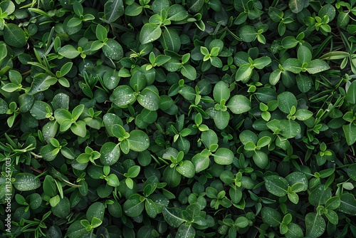 Wallpaper Mural A lush and vibrant green background filled with healthy leaves and foliage. Torontodigital.ca