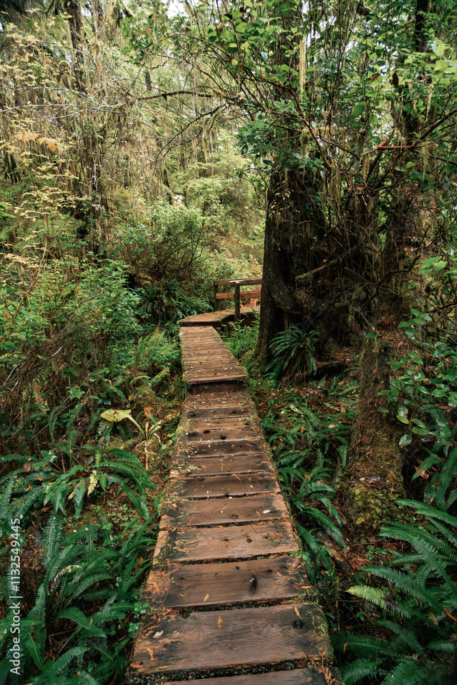 Fototapeta premium Rainforest Trail Ucluelet on Vancouver Island, Canada Background West Canada British Columbia