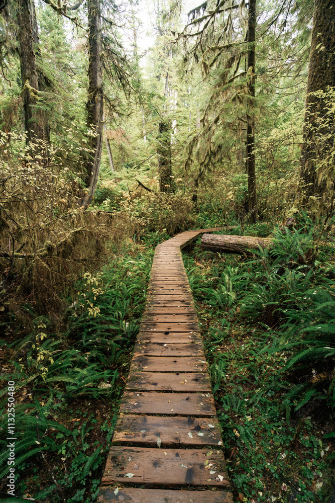 Obraz premium Rainforest Trail Ucluelet on Vancouver Island, Canada Background West Canada British Columbia