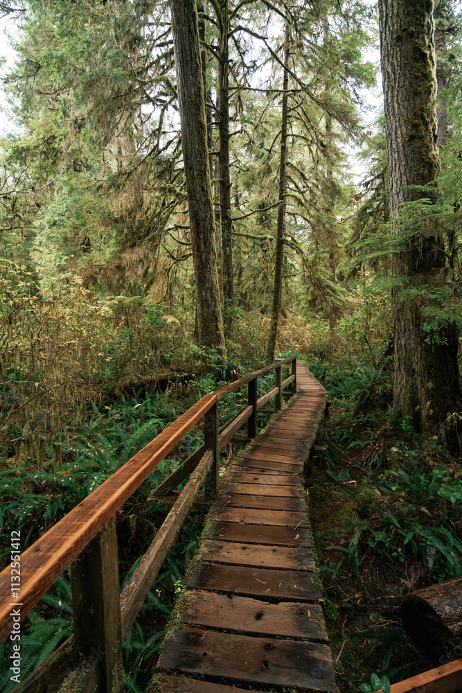 Obraz premium Rainforest Trail Ucluelet on Vancouver Island, Canada Background West Canada British Columbia