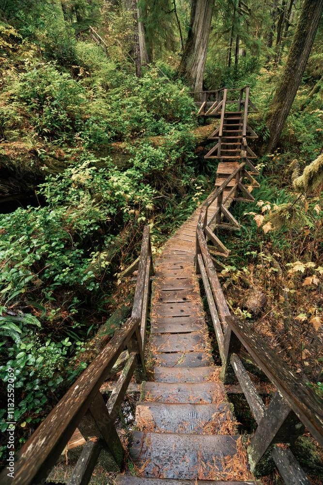 Fototapeta premium Rainforest Trail Ucluelet on Vancouver Island, Canada Background West Canada British Columbia
