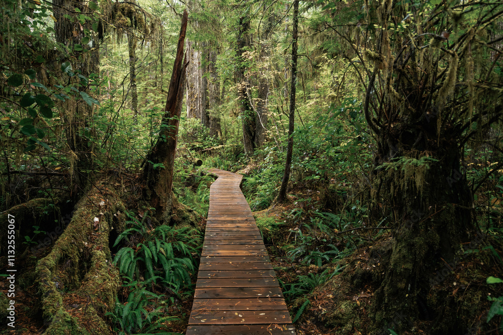 Obraz premium Rainforest Trail Ucluelet on Vancouver Island, Canada Background West Canada British Columbia