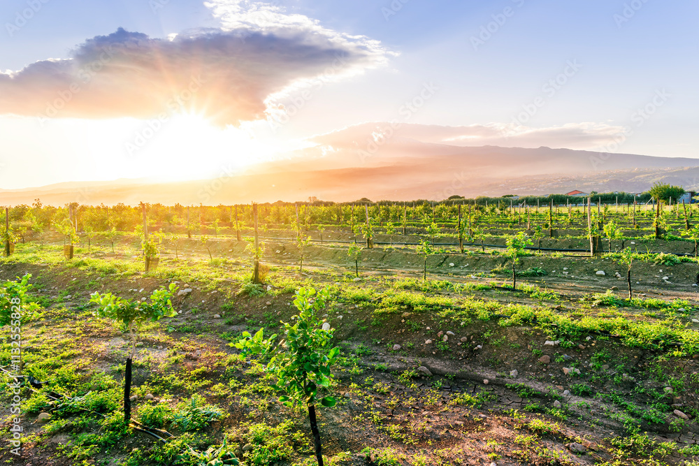 Fototapeta premium A garden farm field with rows of fruit growing plants. Growing organic fruits on open ground. Food production. Agroindustry agribusiness. Agriculture, farmland