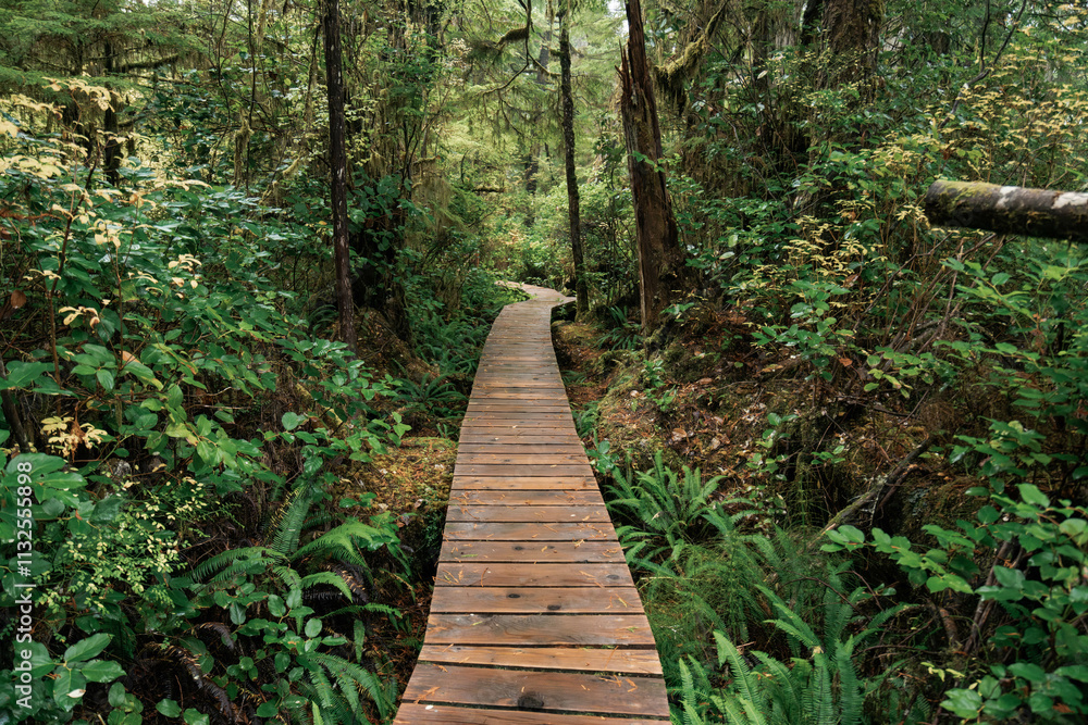 Obraz premium Rainforest Trail Ucluelet on Vancouver Island, Canada Background West Canada British Columbia