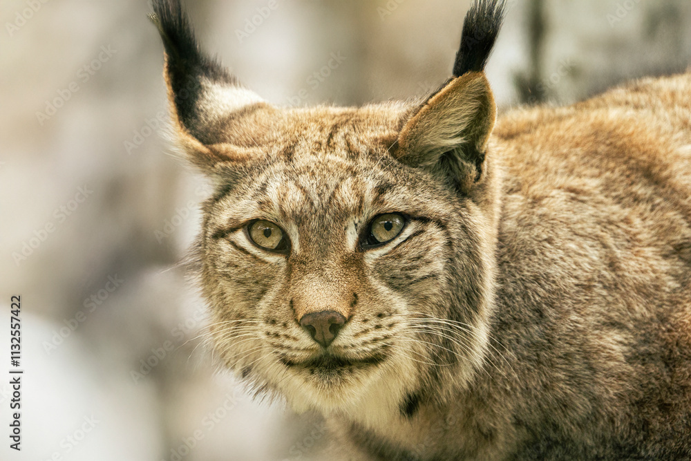 Obraz premium Eurasian lynx resting on a log, looking at the camera