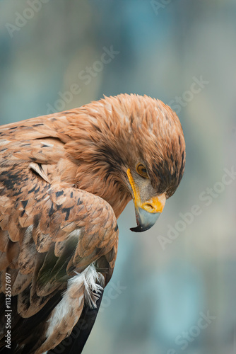 Steppe eagle staring intently with piercing gaze