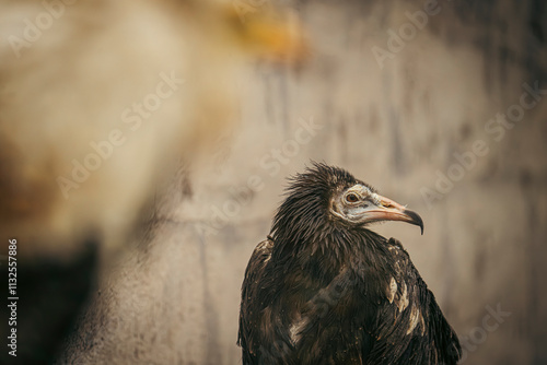Egyptian vulture resting on a rocky ledge: majestic bird of prey