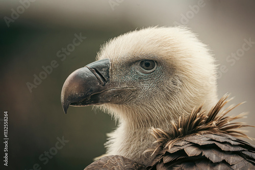 Eurasian griffon vulture showing its powerful beak and intense gaze