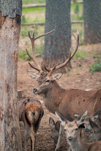 Red deer stag standing in enclosure showing antlers