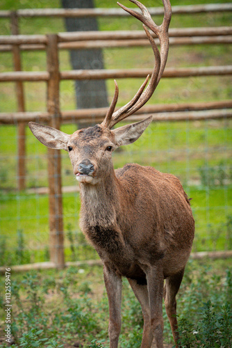 Red deer stag standing in enclosure showing antlers