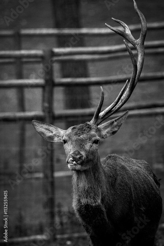 Red deer stag standing in enclosure showing antlers
