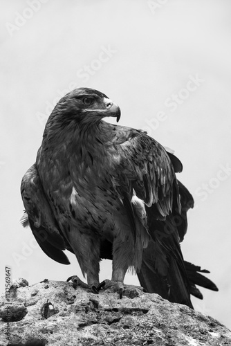 Majestic eagle perched on rock, gazing into distance in black and white photo