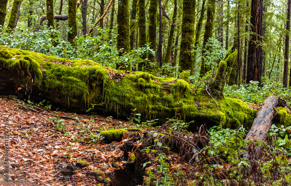 Obraz premium moss in the forest