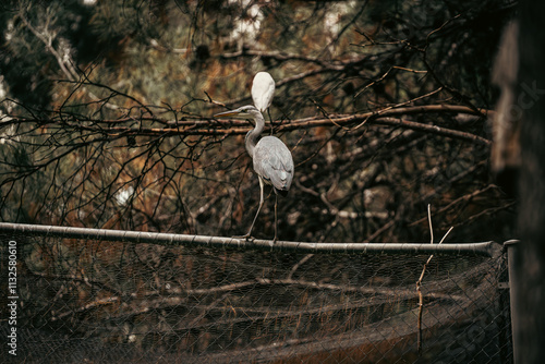 Grey heron balancing on a fence in a natural park