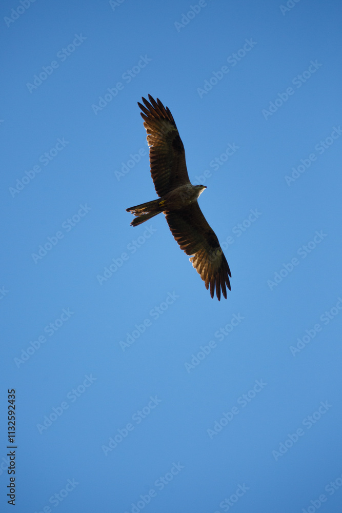 Obraz premium A kite bird of prey flying over the terrain in search of food